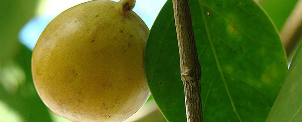 This Tree Is So Toxic, You Can't Stand Under It When It Rains