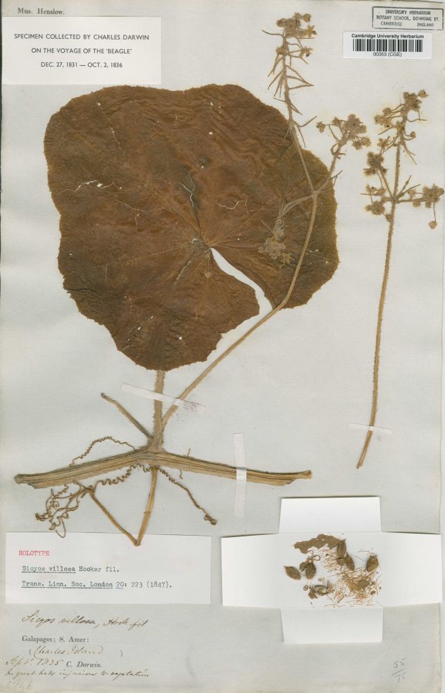 Darwin herbarium specimen 
