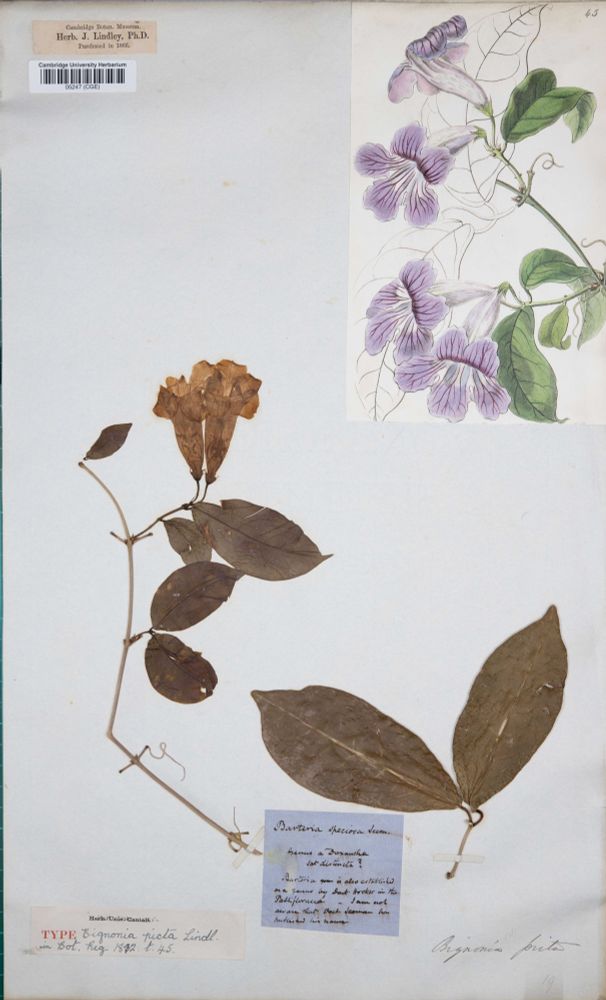Lindley herbarium specimen