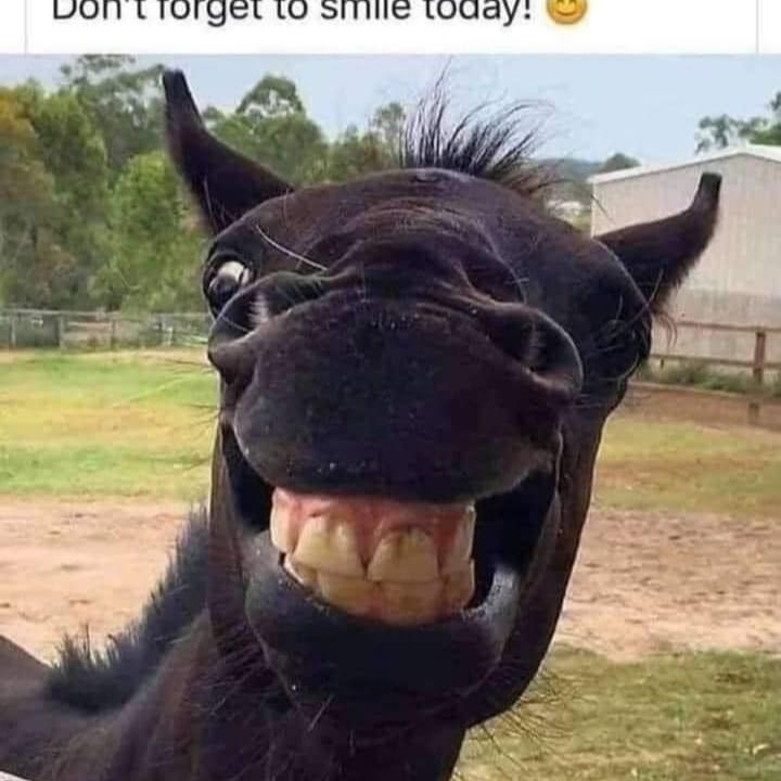 Nærbilde av tennene og neseborene til en hest som gliser.