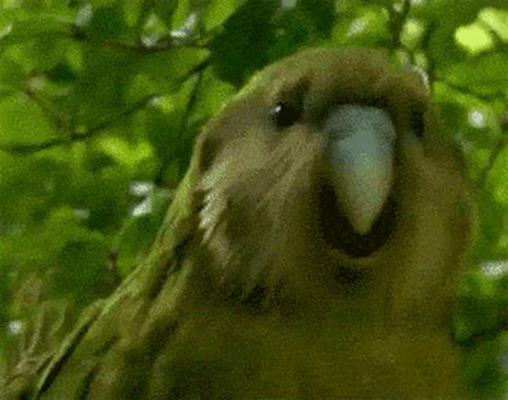 a close up of a bird 's face with a blurred background of trees .