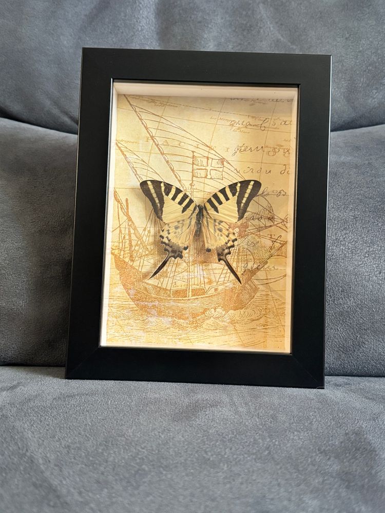 5 bar swordtail butterfly in a shadowbox