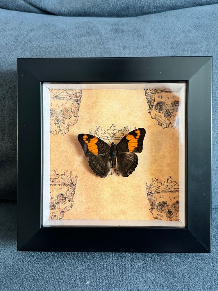 mesentina sister butterfly in a shadowbox
