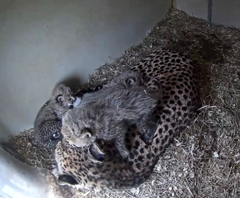 Momma cheetah laying down while one of her cubs climbs over her. The other 3 are a big obscured from view on the other side of her. 