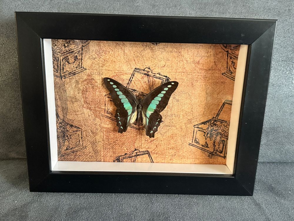 blue triangle butterfly in a shadowbox