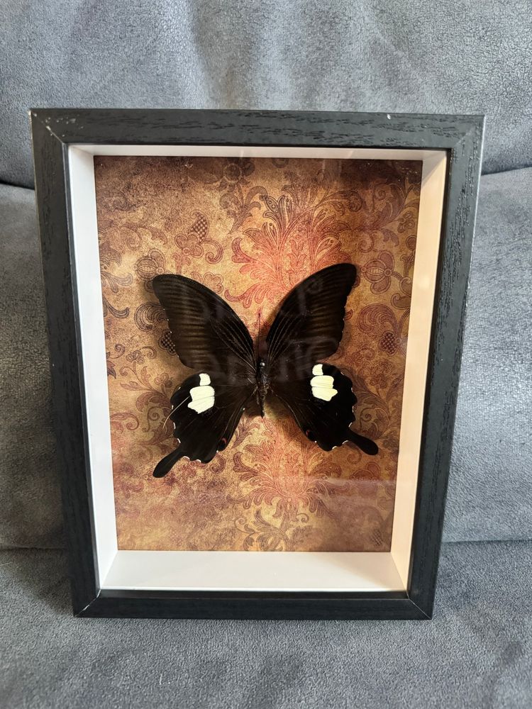 red helen butterfly in a shadowbox