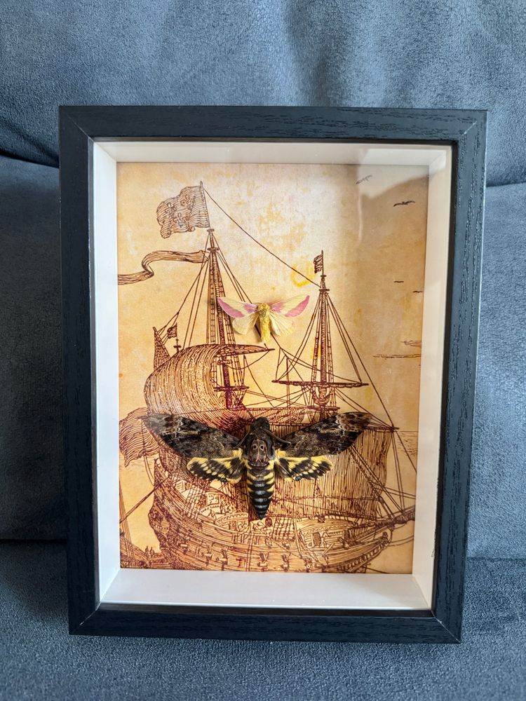 rosy maple moth and deaths head hawk moth in a shadowbox