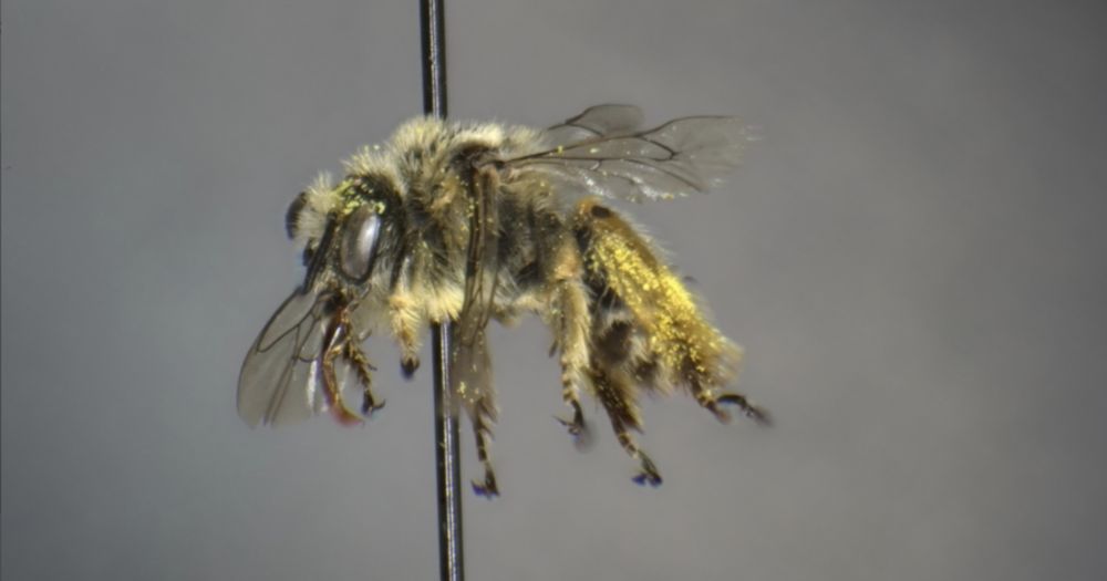 ‘Bee Atlas’ project turns up 26 new or rare species buzzing around Washington