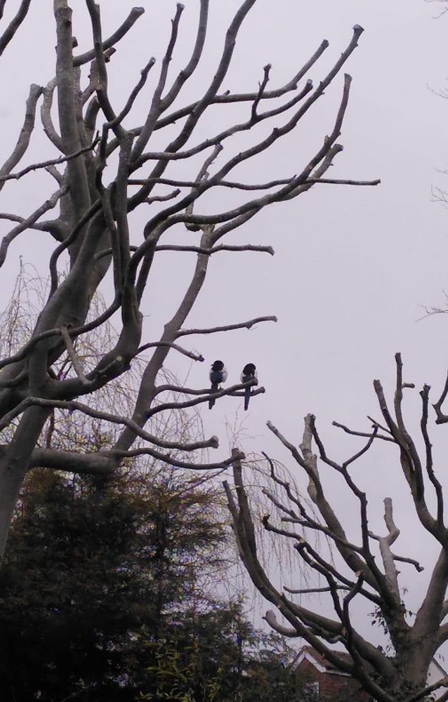 Two magpies perched in a tree, no doubt still celebrating Newcastle's League Cup victory...