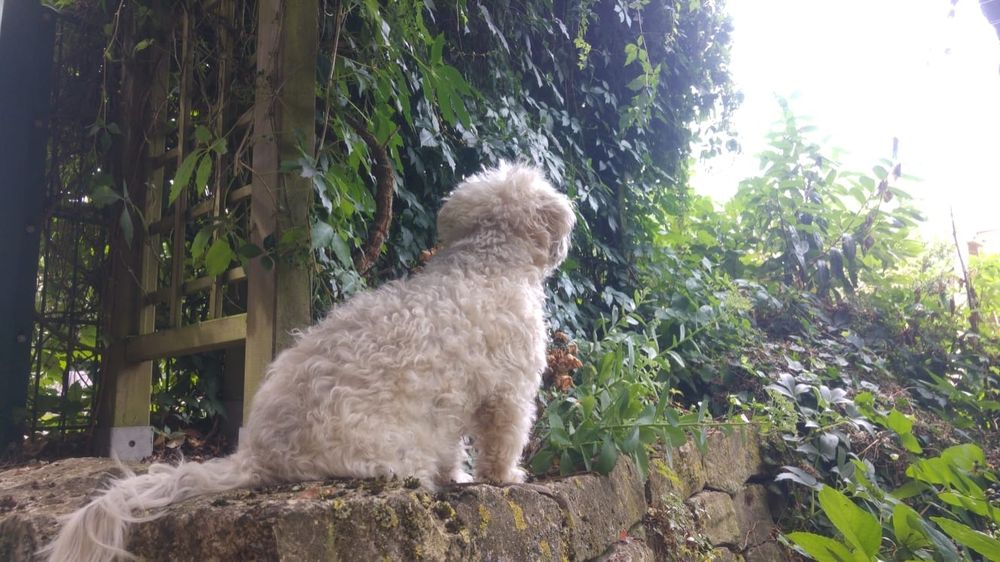 Cremefarbe Havaneserhündin von hinten seitlich fotografiert sitzt auf einer niedrigen Mauer und guckt in grüne Hecken