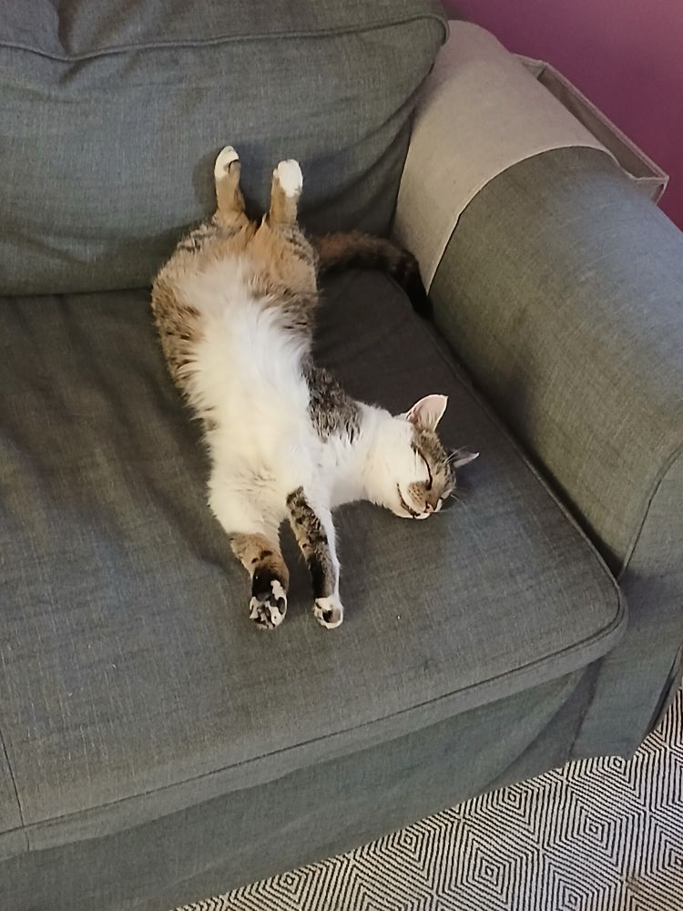 Kater ausgestreckt am Rücken liegend wie tot am Sofa (er schläft nur!) 