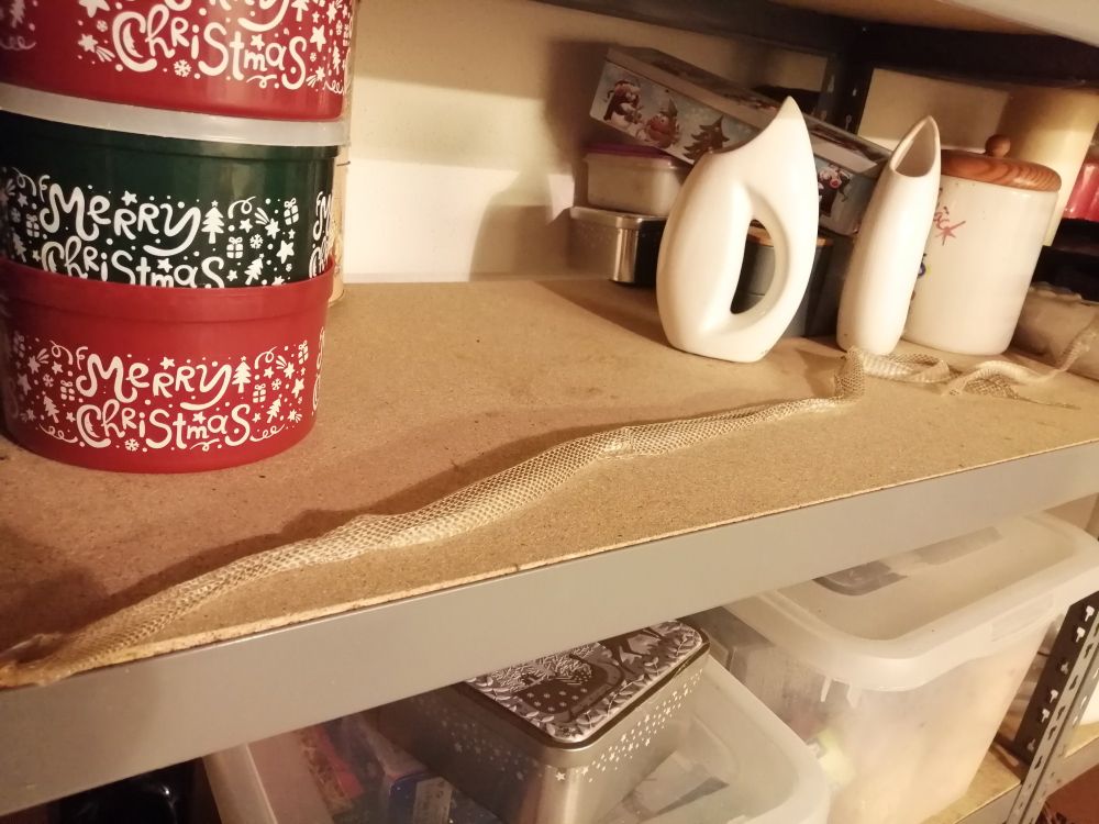 Schlangenhaut in einem Kellerregal, auf volle Länge ausgebreitet.