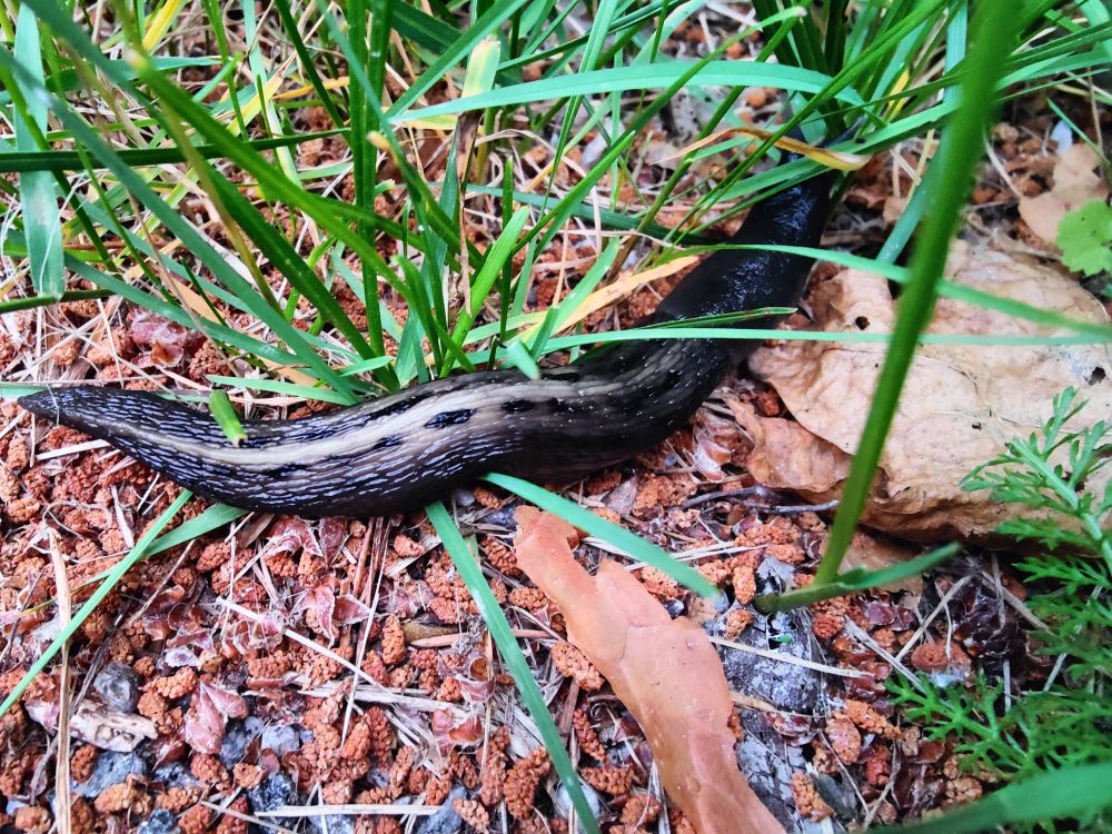 A snail, but like kind of a large one