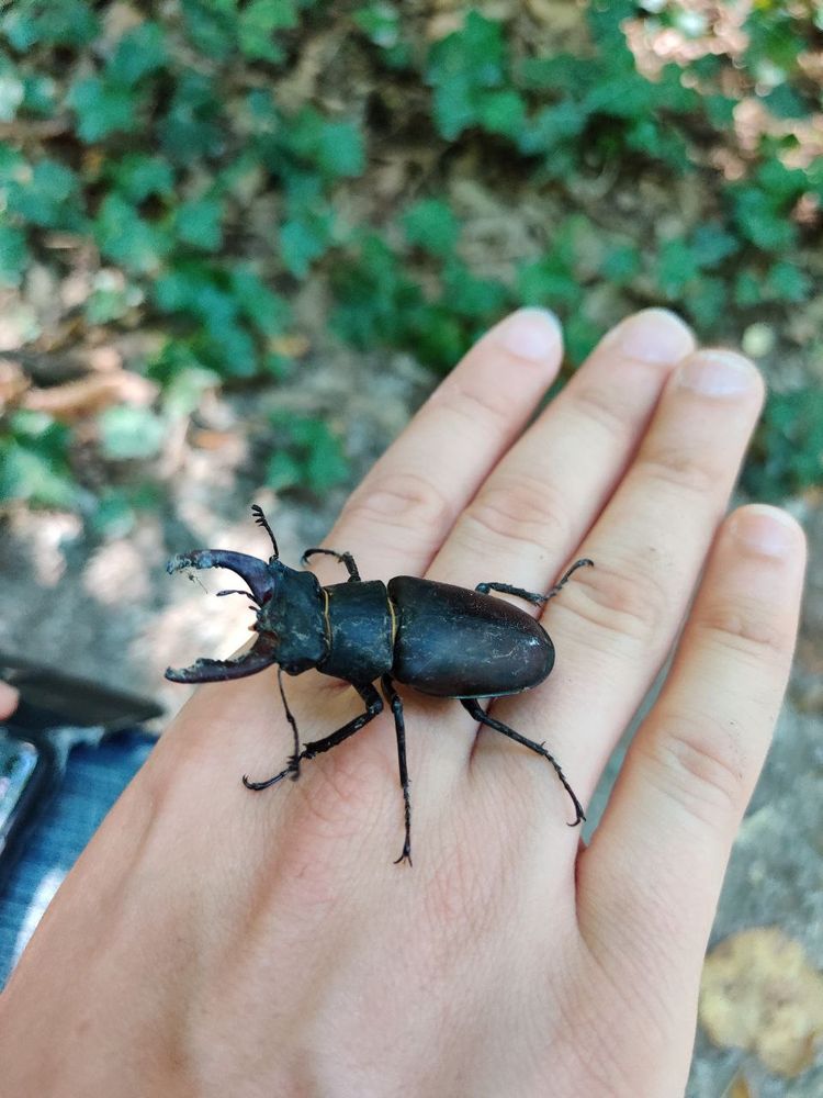 Large beetle on my hand