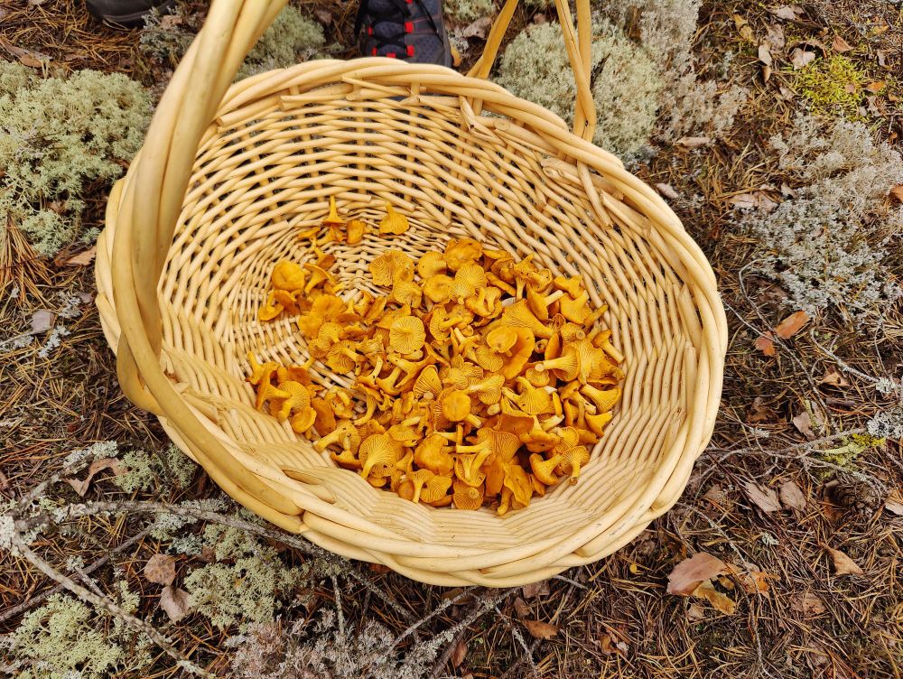A basket with some chantarelles in it