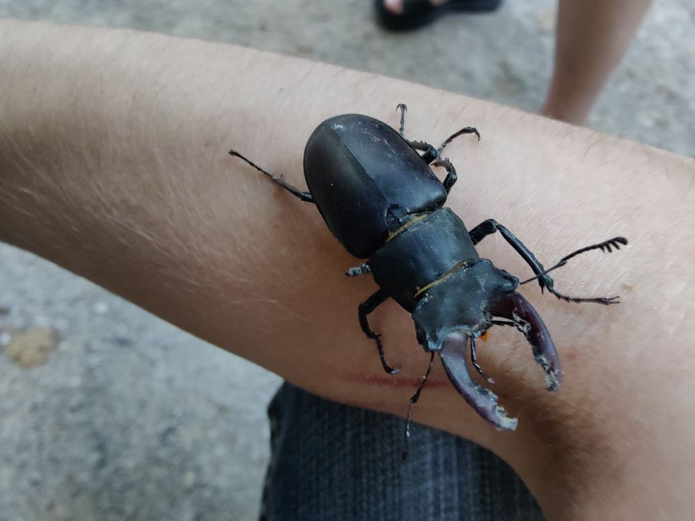 Large beetle walking on my arm