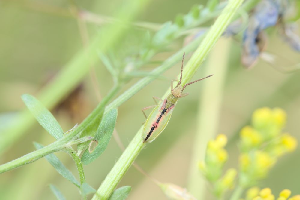 Myrmus miriformis