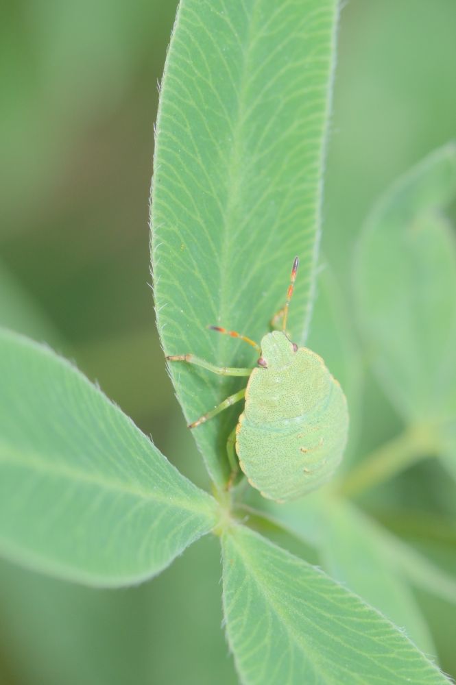 Palomena prasina (nymph)