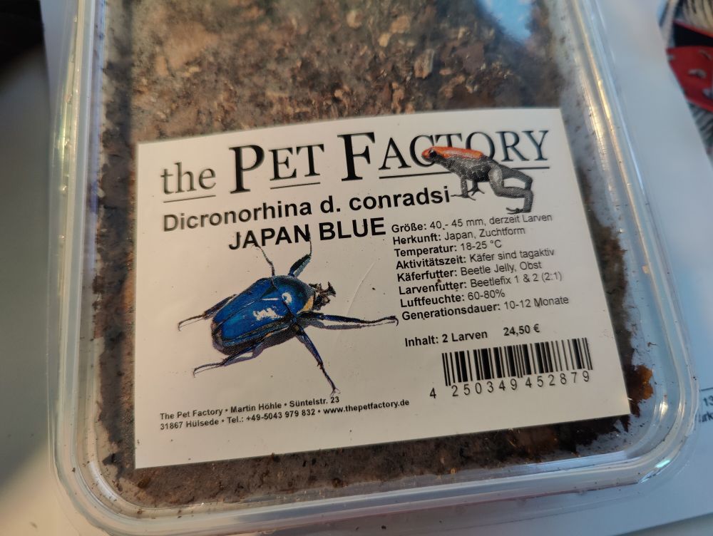 Plastic box with dirt containing Dicronorhina derbyana conradsi larvae