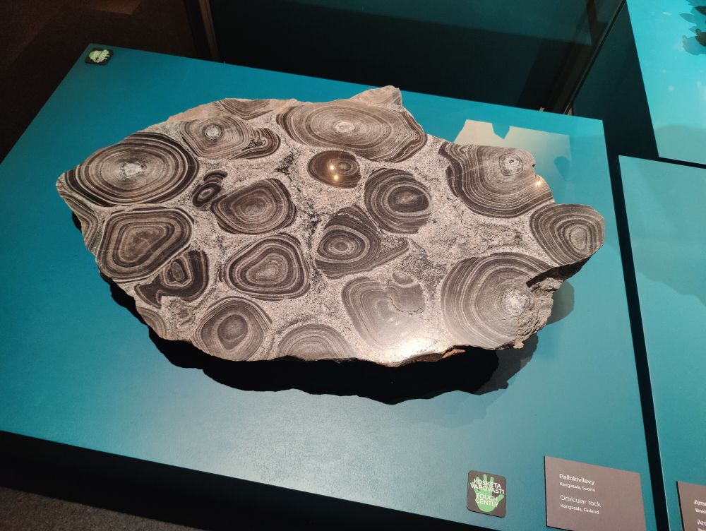 Polished slate of orbicular rock on a display table