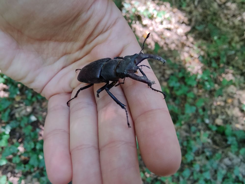 Large beetle on my hand