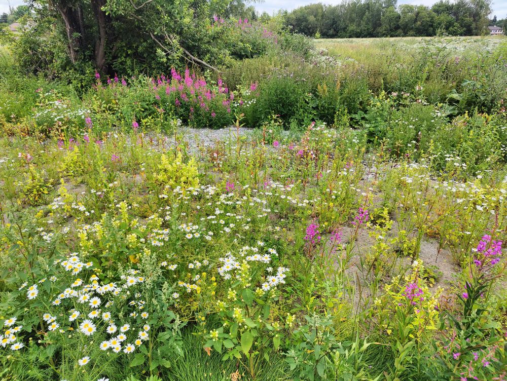 A small but beautiful natural meadow in some undeveloped land next to a field