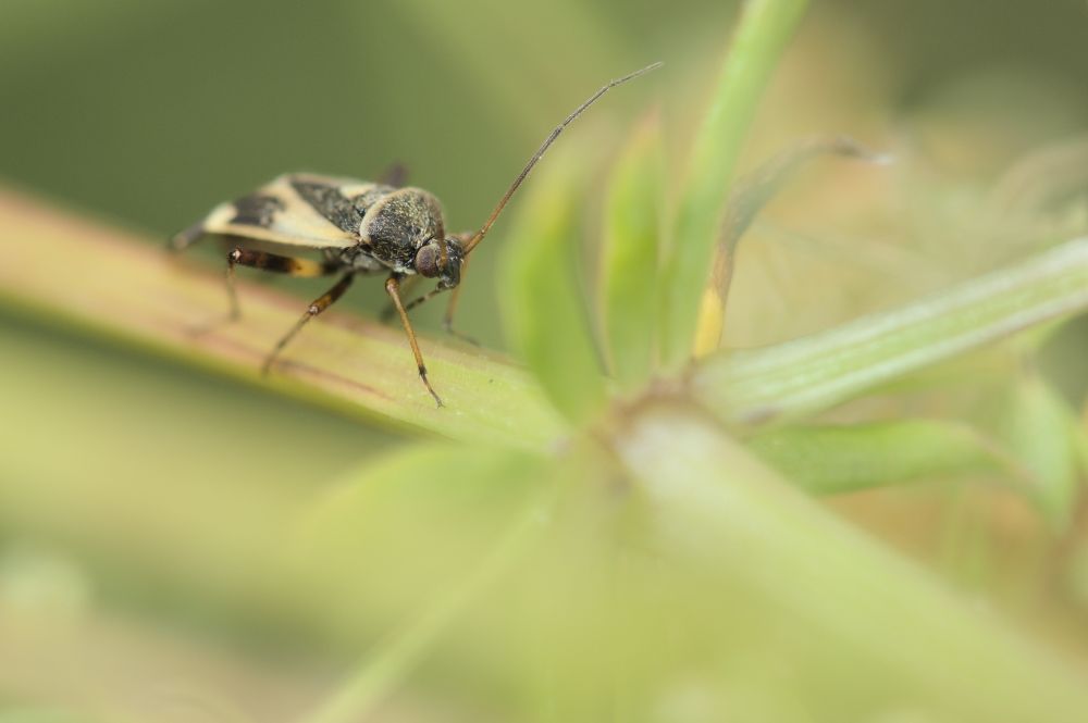 Polymerus-species bug