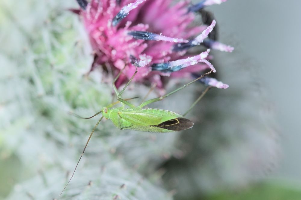 Calocoris affinis