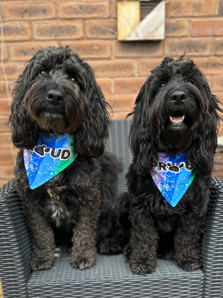 Two black Cockapoos sat side by side on a chair wearing Pride bandanas. 