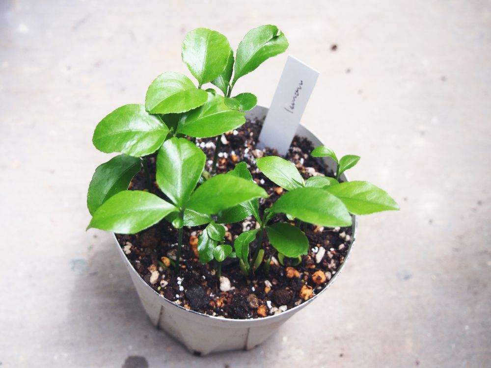 たくさん発芽したレモン