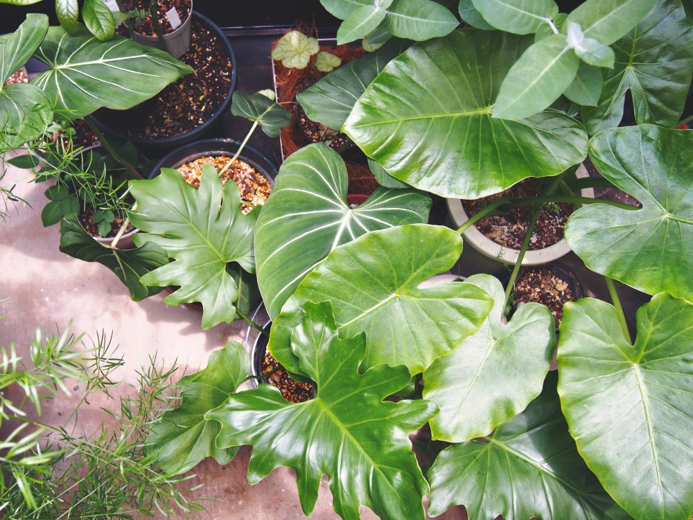 クワズイモやフィロデンドロンなど