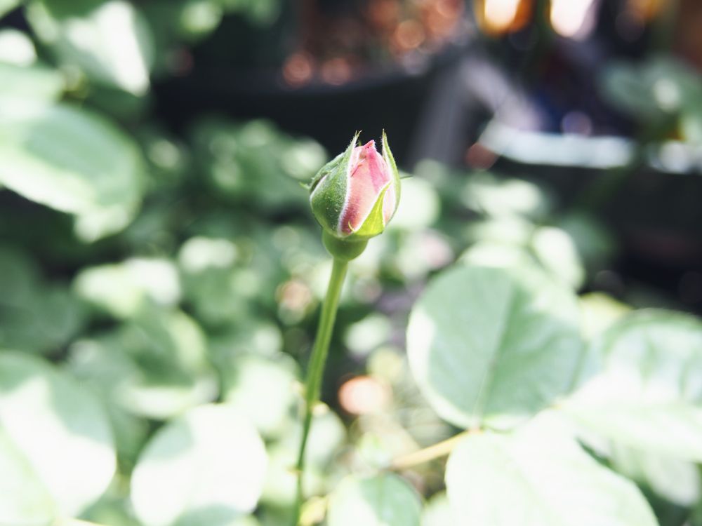 蕾が色付いてきたバラ(パニエ)