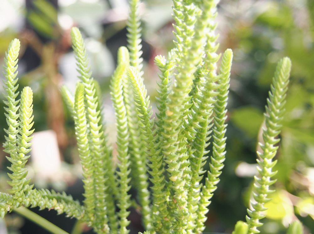 新入りのセダム
名前はわからない