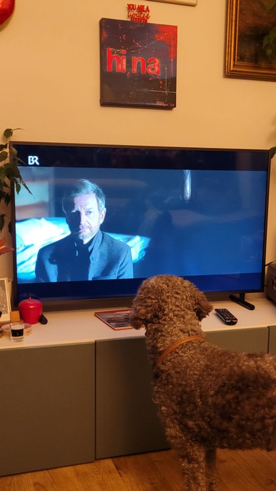 Mein Hund vor dem Fernseher, in dem die Serie Kohrabenschwarz läuft.