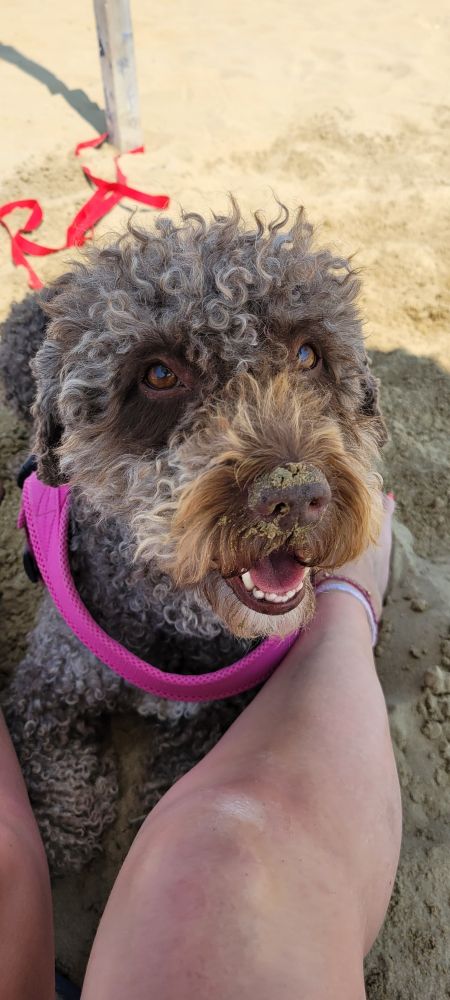 Mein Hund sitz vor mir am Strand, auf der Nase viel Sand vom buddeln