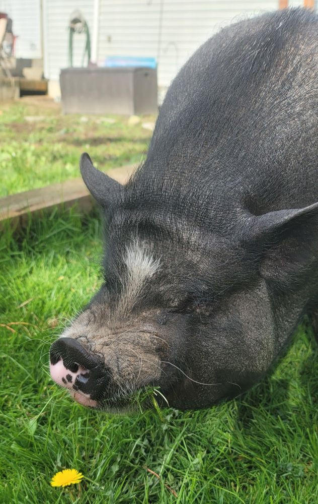 Winston the pot bellied pig chomping grass in the sunshine