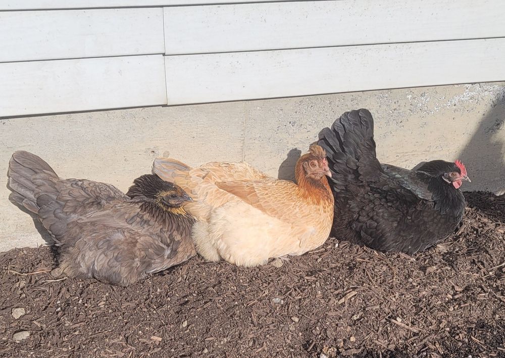 Three little hens (in order from left to right) Jules, Regina and Juniper all sitting in a row basking in the sunshine.