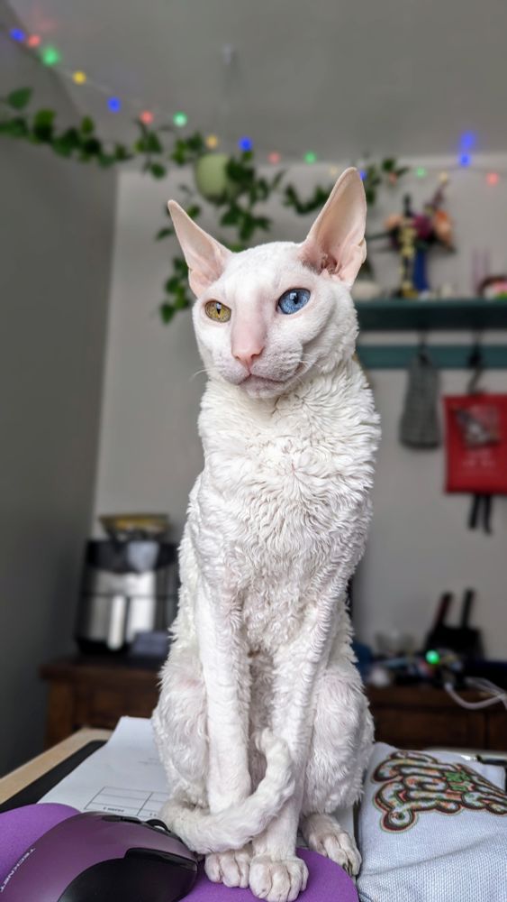 White Cornish rex with heterochromia (right eye green, left eye blue) sitting tall upon a table, looking to the left with his tail wrapped around his legs.