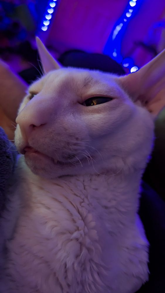 Close-up of white cat's face, eyes squinted nearly shut, his mouth very slightly open to show just the tiniest tip of his tongue peeking out. 
