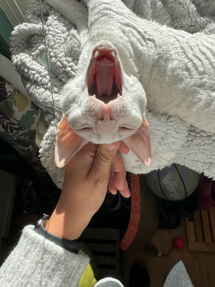 White Cornish rex, caught mid yawn while resting in a window cat bed, with his head appearing upside down in frame. A left hand is giving him a little pet on top of his head between the ears.