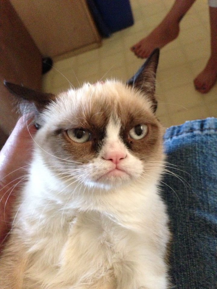Grumpy-Cat