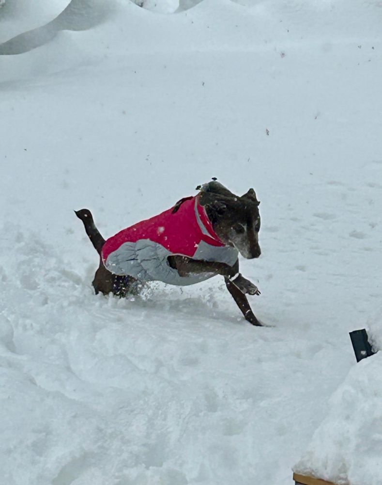 Arya, a chocolate lab mix running in the snow in her fancy pink and grey jacket.