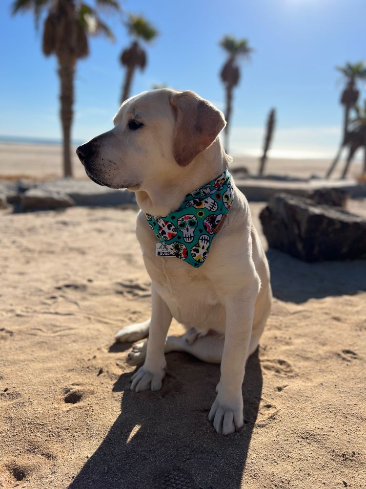 Dog wearing a bandana at the beach 