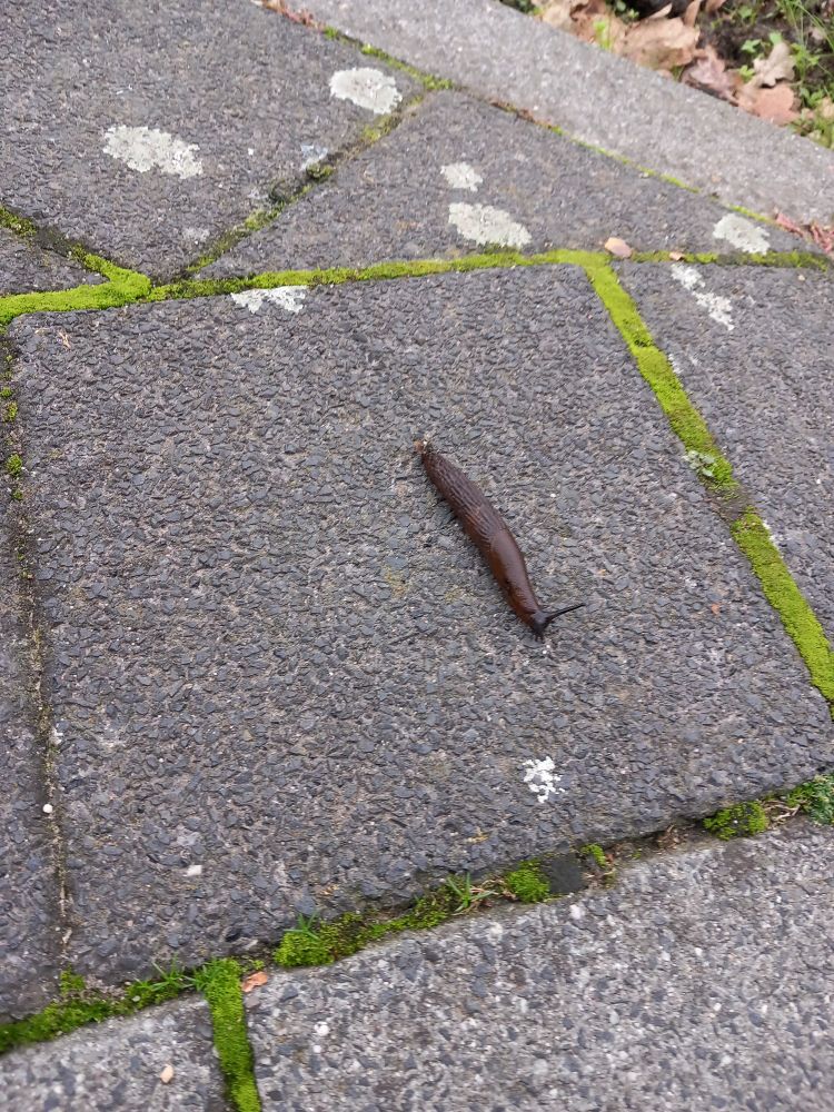 Picture of a slug on a sidewalk