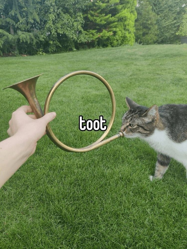 Kitty goin doot doot on a horn.