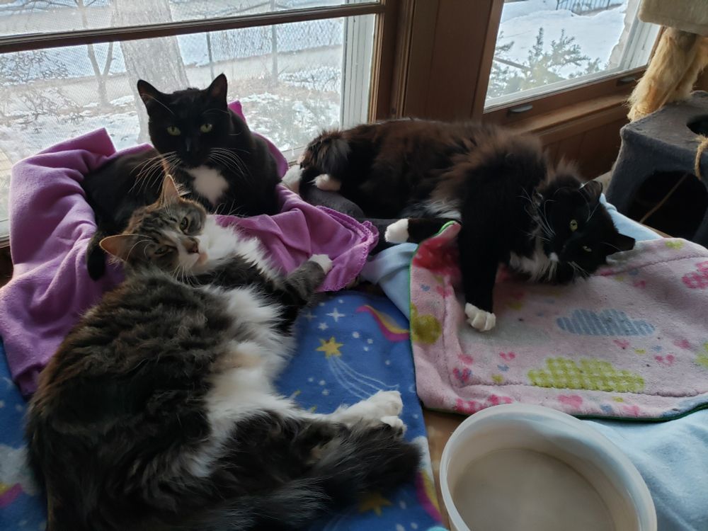 Three cats glare at the camera person