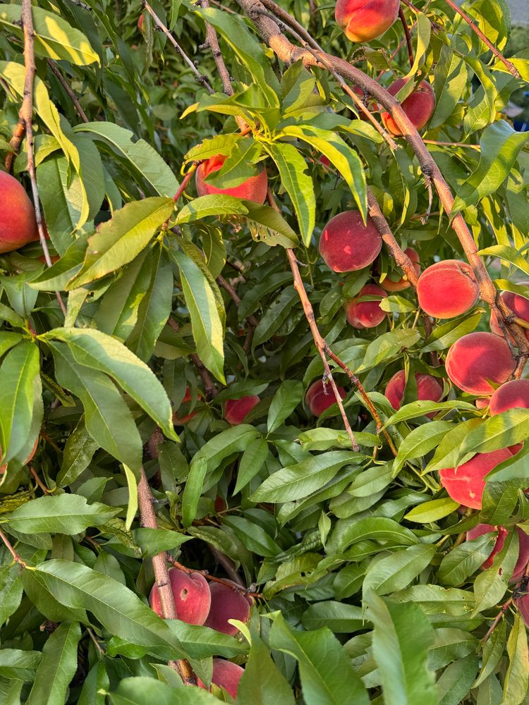 A peach tree laden down with dozens of rosy (but not yet ripe) peaches. 