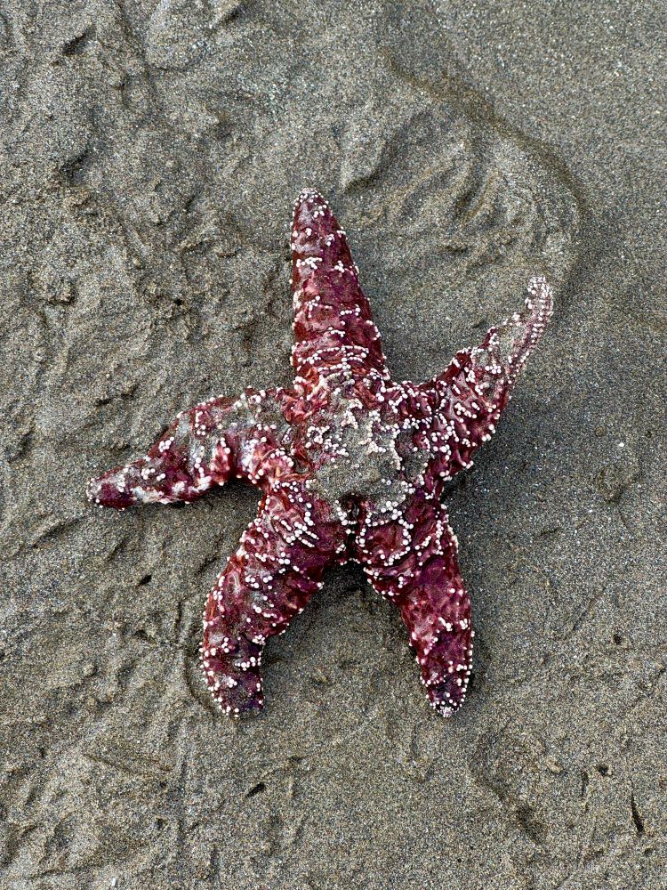 Red sea star
