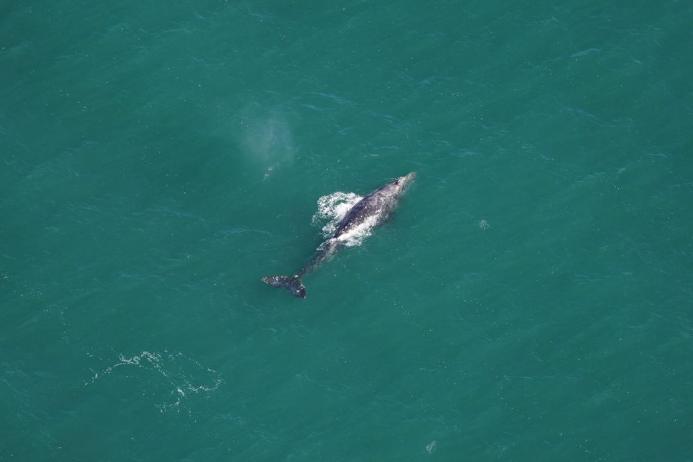 Gray whale, extinct in the Atlantic, seen in southern New England waters - New England Aquarium