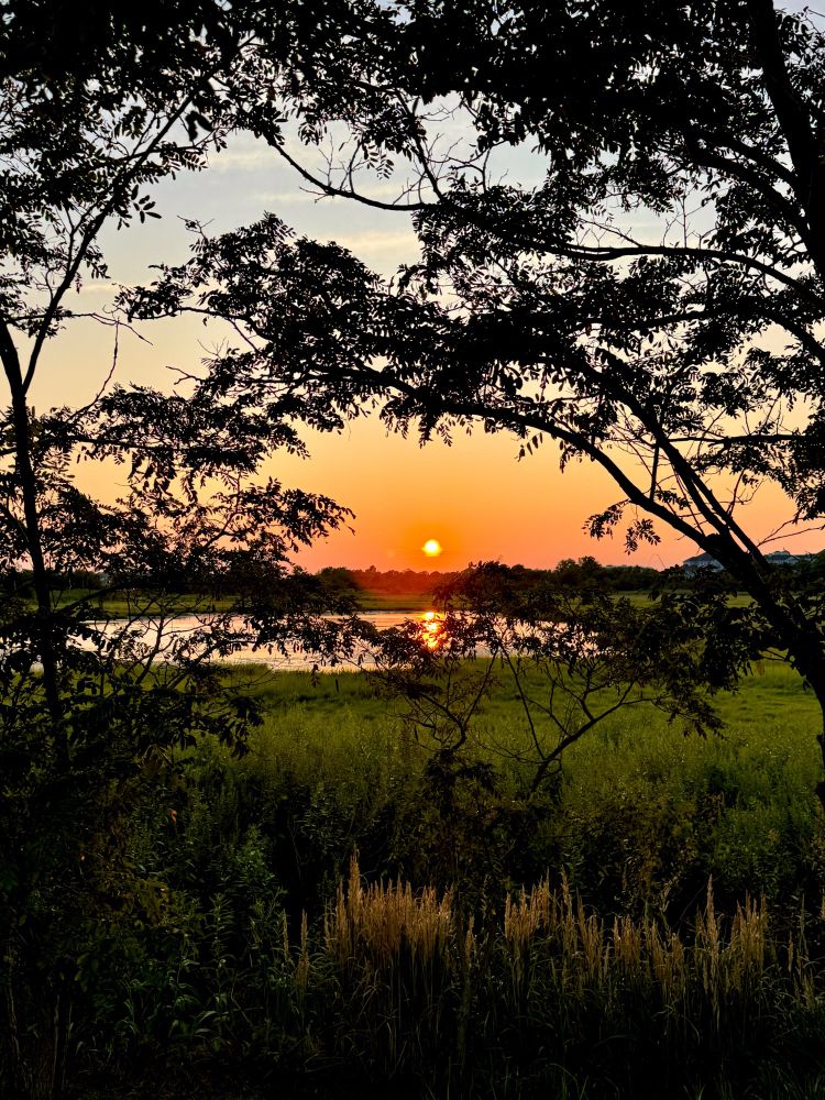 A fiery orange sun & sky over a green salt marsh & pond with silhouetted tree branches framing the view. 
